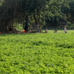 أراضي الأوقاف