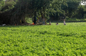 أراضي الأوقاف