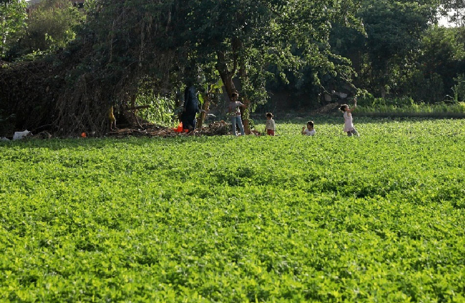 أراضي الأوقاف